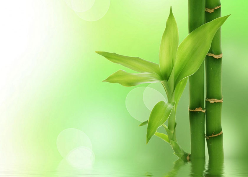 Image for article I’m So Fortunate to Practice Falun Dafa