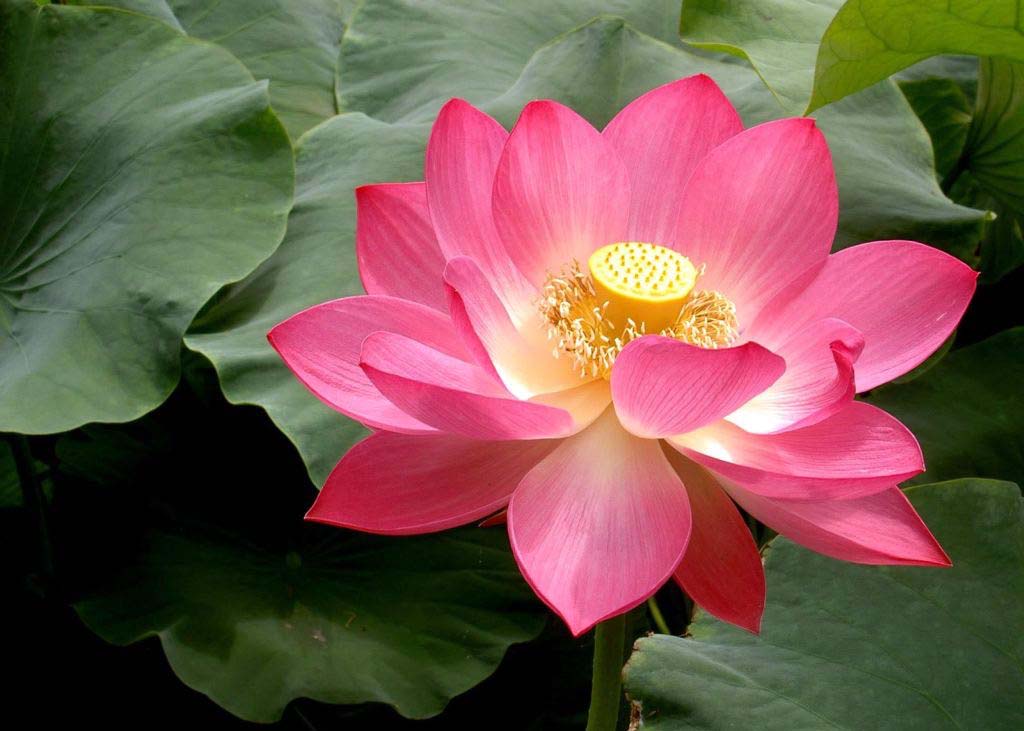 Image for article Minghui Fahui | The Road of Truth Clarification Widens When We Let Go of Attachments 