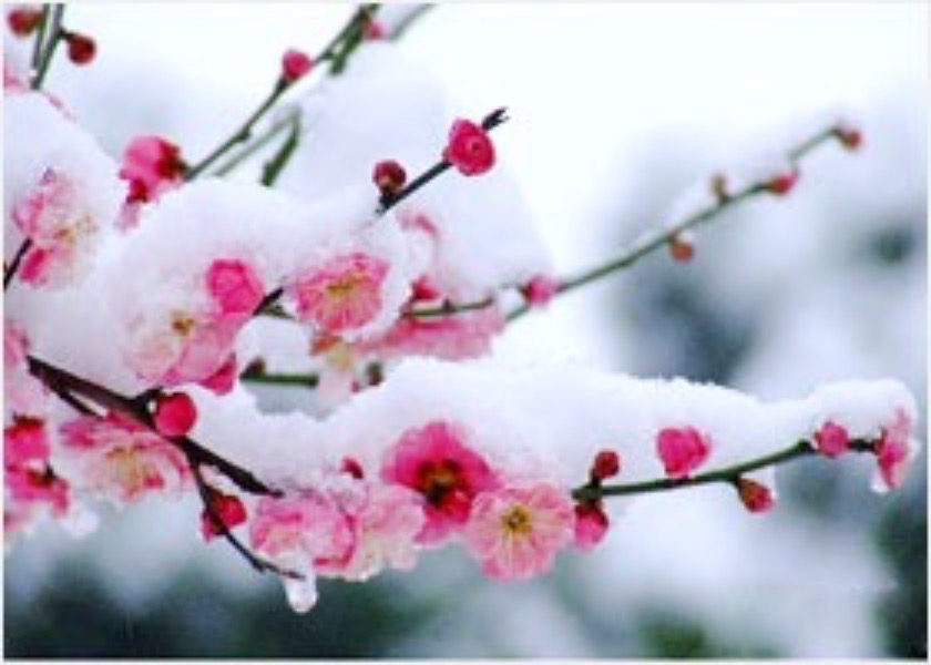 Image for article Acknowledging “Falun Dafa Is Good” Brings People Blessings