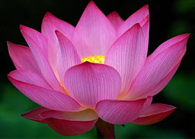 Image for article [Celebrating World Falun Dafa Day] Virtue Brings Blessings