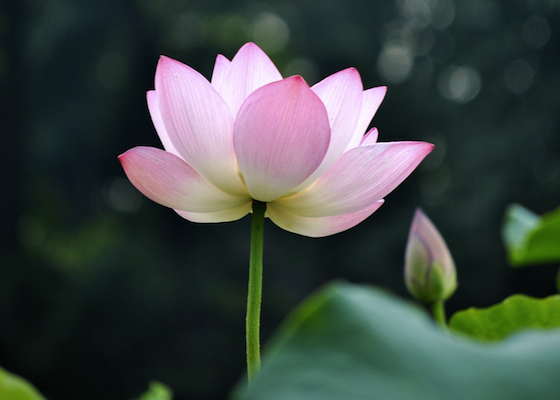 Image for article New Practitioner: Falun Dafa Brings Me Hope and Illuminates My Life