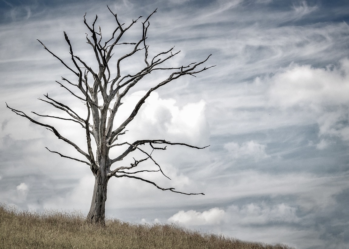 Image for article Reported in May 2025: Eleven Falun Gong Practitioners Die as a Result of Persecution