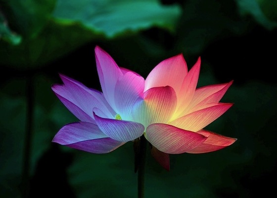 Image for article South Korean Falun Dafa Practitioners Inspired to be More Diligent in Cultivation After Reading China Fahui Experience Sharing