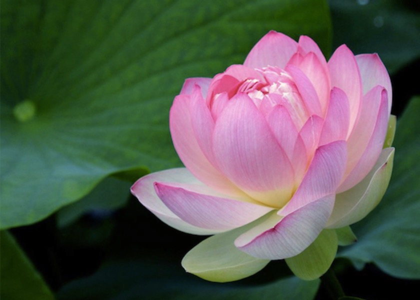 Image for article So Fortunate to Cultivate in Dafa