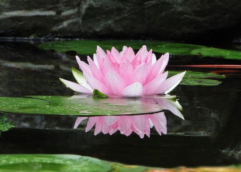 Image for article Blessed for Believing in Falun Dafa During a Desperate Time