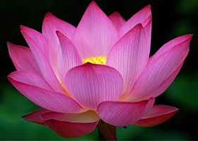 Image for article Heartwarming Encounters at a Falun Dafa Booth